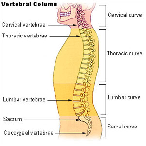 vertebral_column