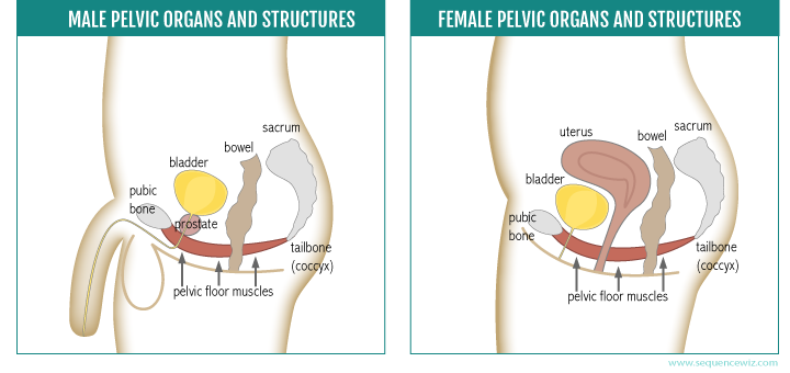 PelvicFloorOrgans
