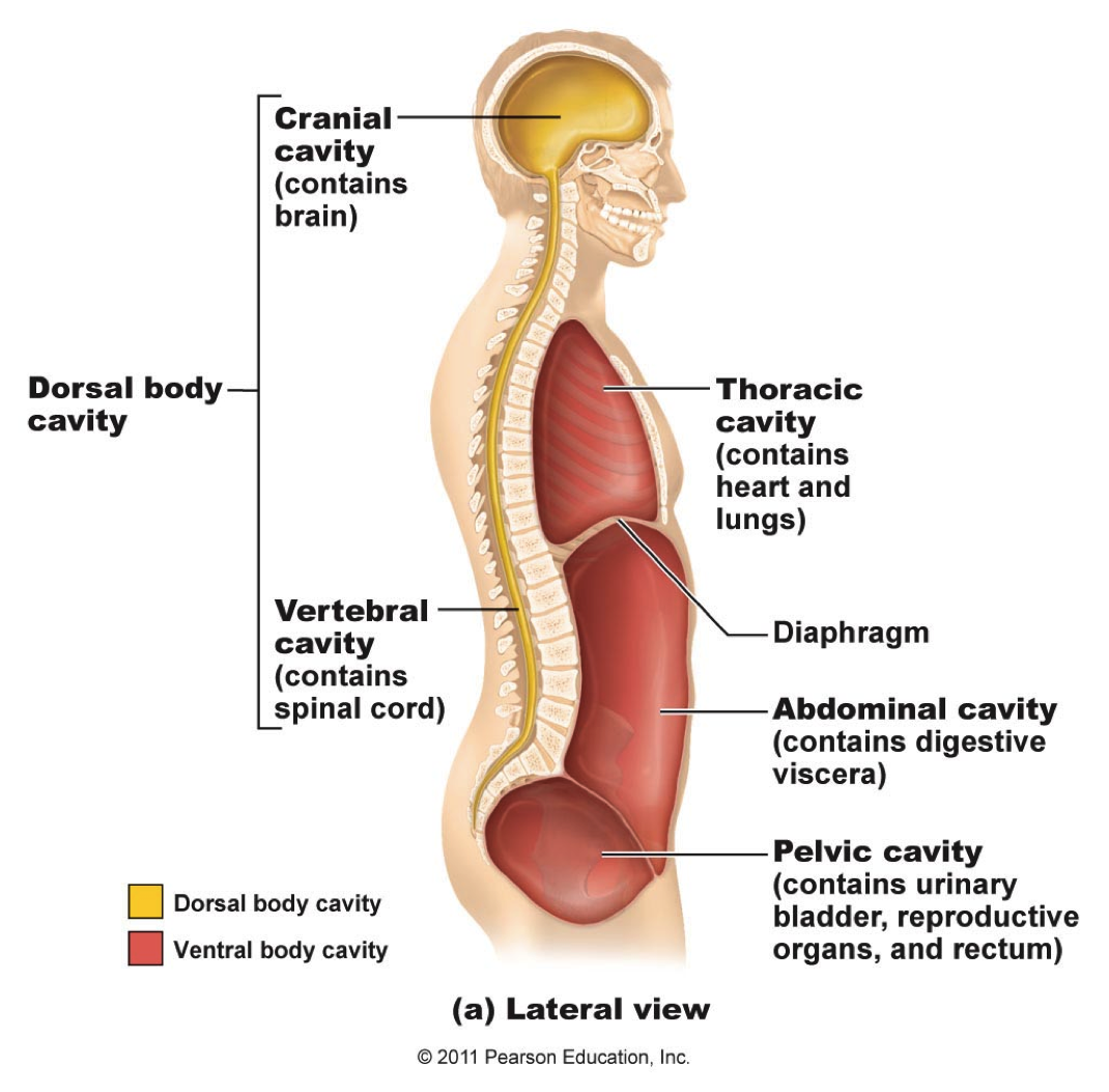 cranial-cavity-connection-to-diaphragm