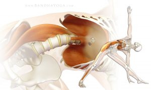 trikonasana_psoas_diaphragm-2