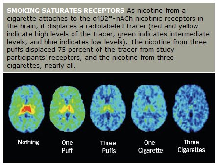 receptor_saturation