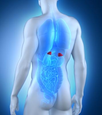 diagram-of-the-adrenal-glands