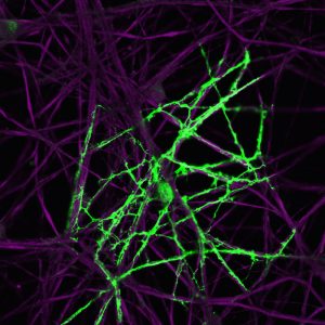 Fields_oligodendrocyte