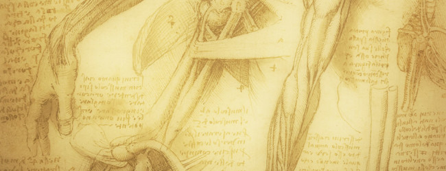 anatomy-650×249
