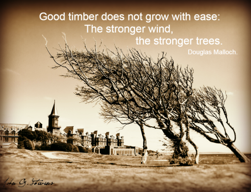 The strongest trees grow in the strongest winds